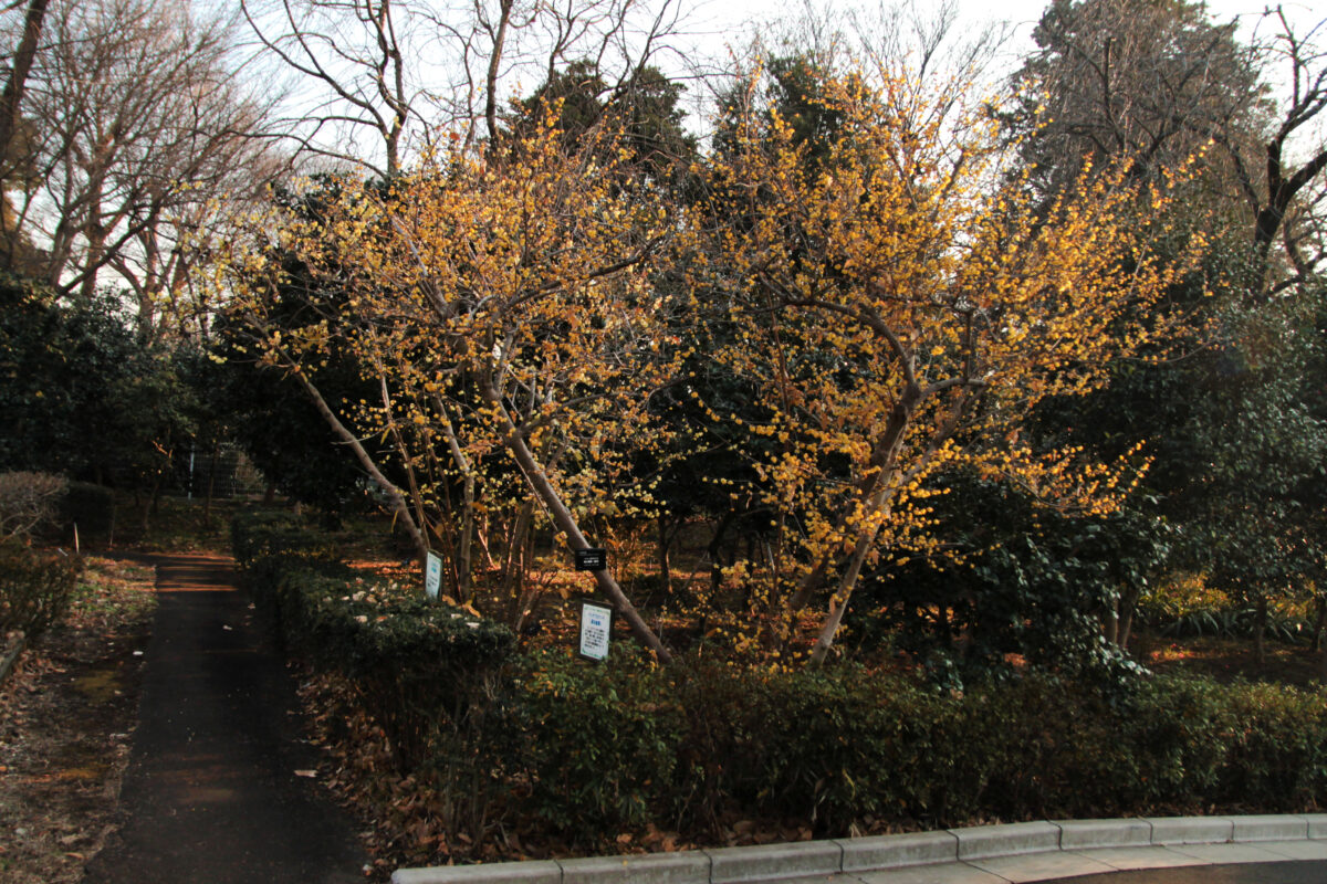 花と緑の振興センター