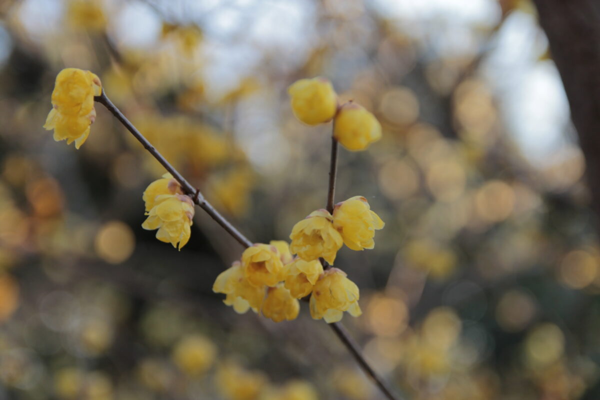 花と緑の振興センター