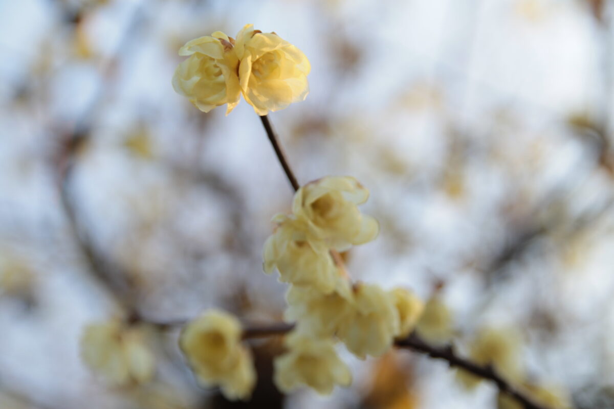 花と緑の振興センター