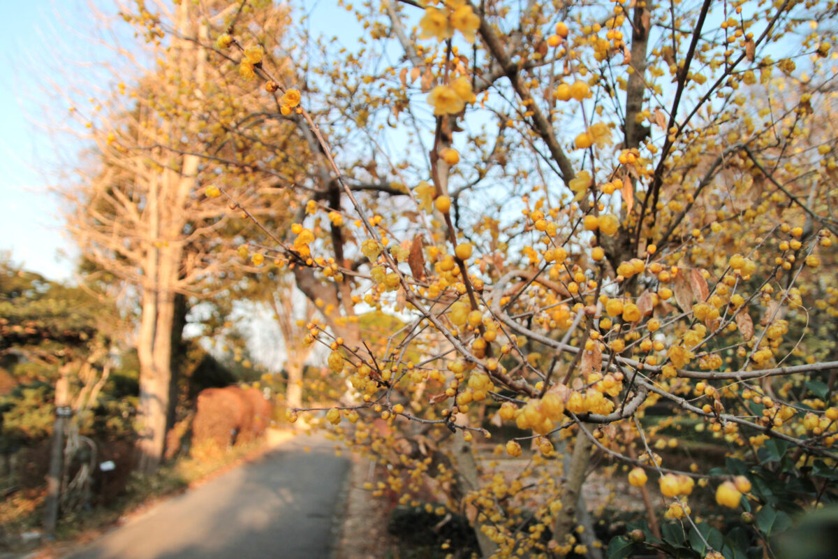 花と緑の振興センター