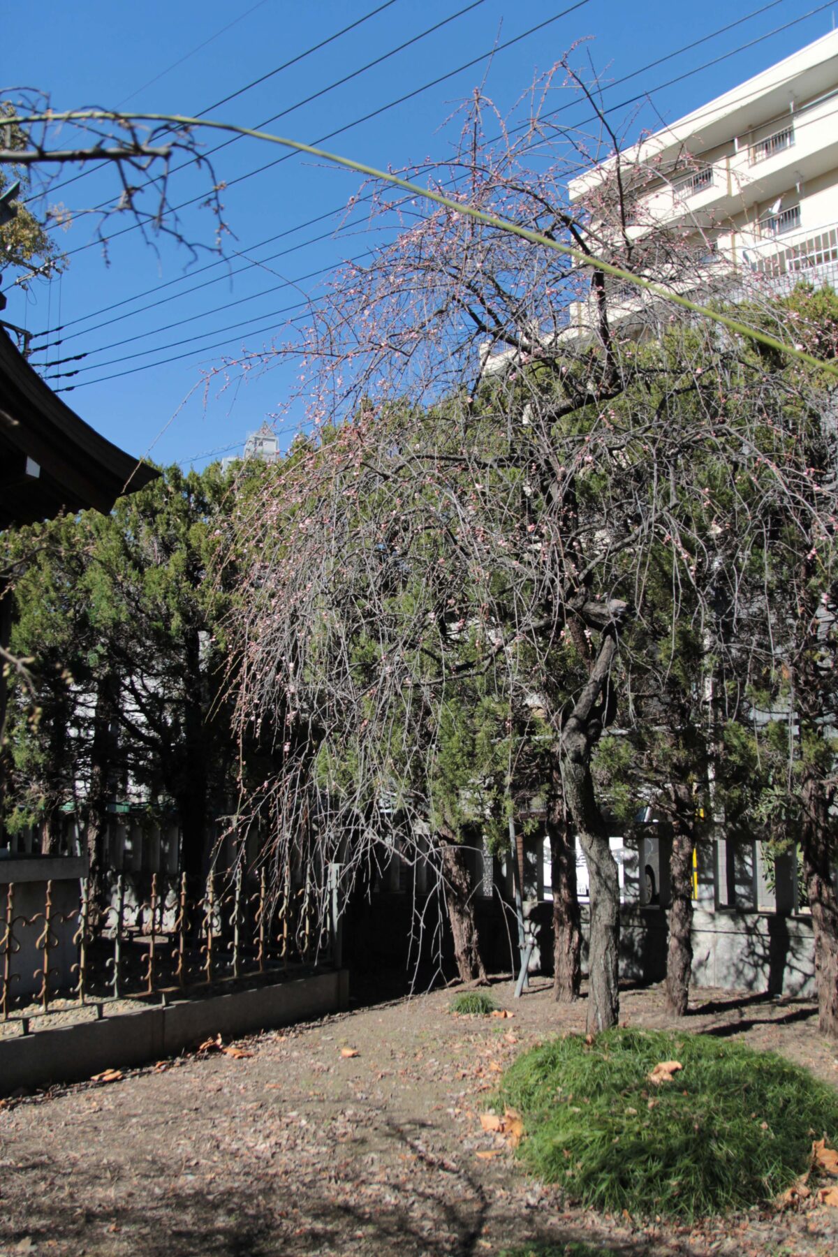 川口神社