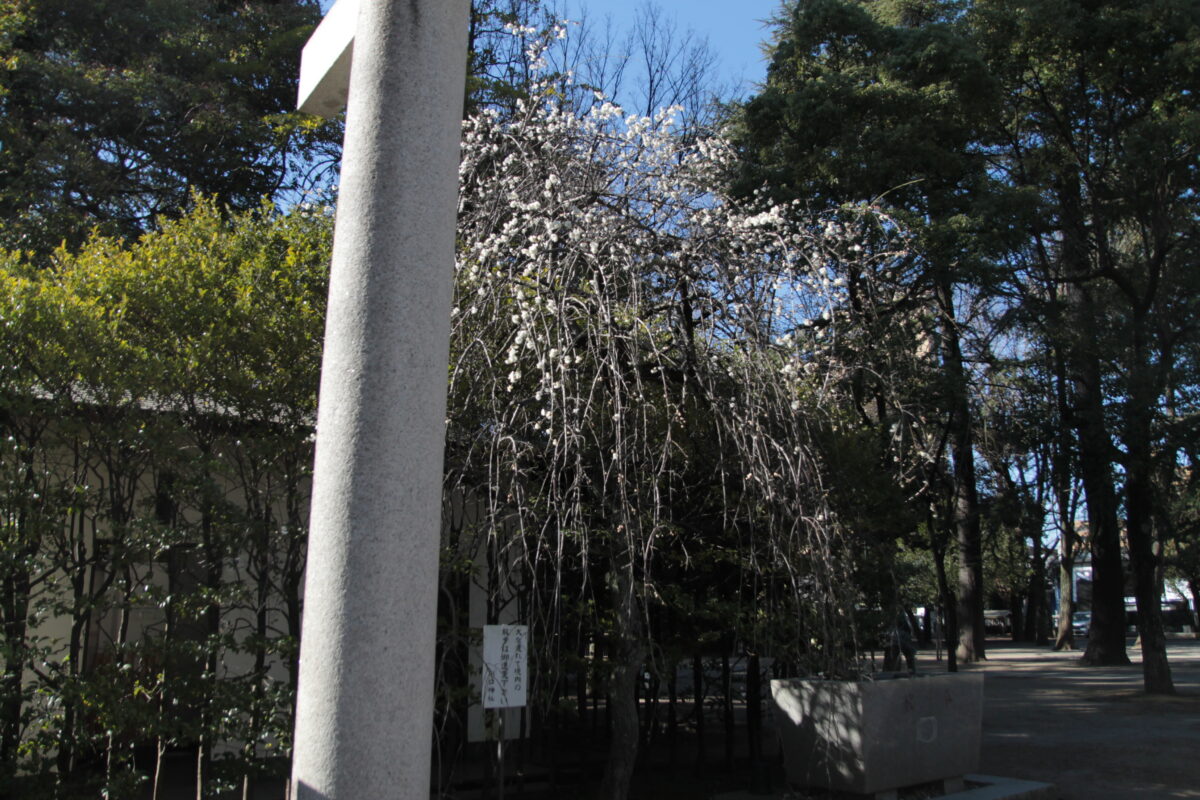 川口神社（梅ノ木天神社）