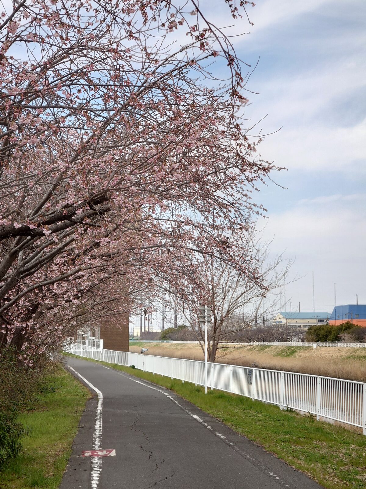 芝川マリーナ 桜