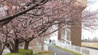 芝川マリーナ 桜