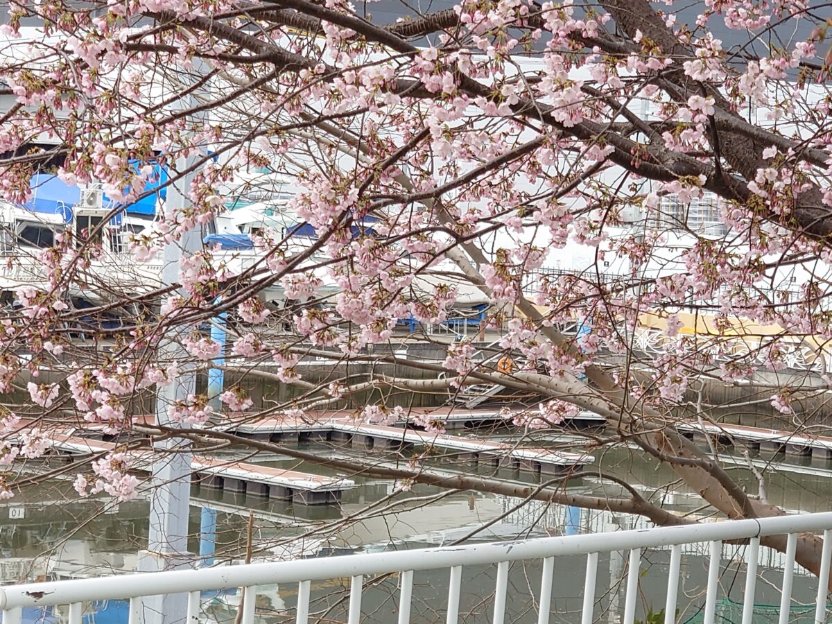 芝川マリーナ 桜