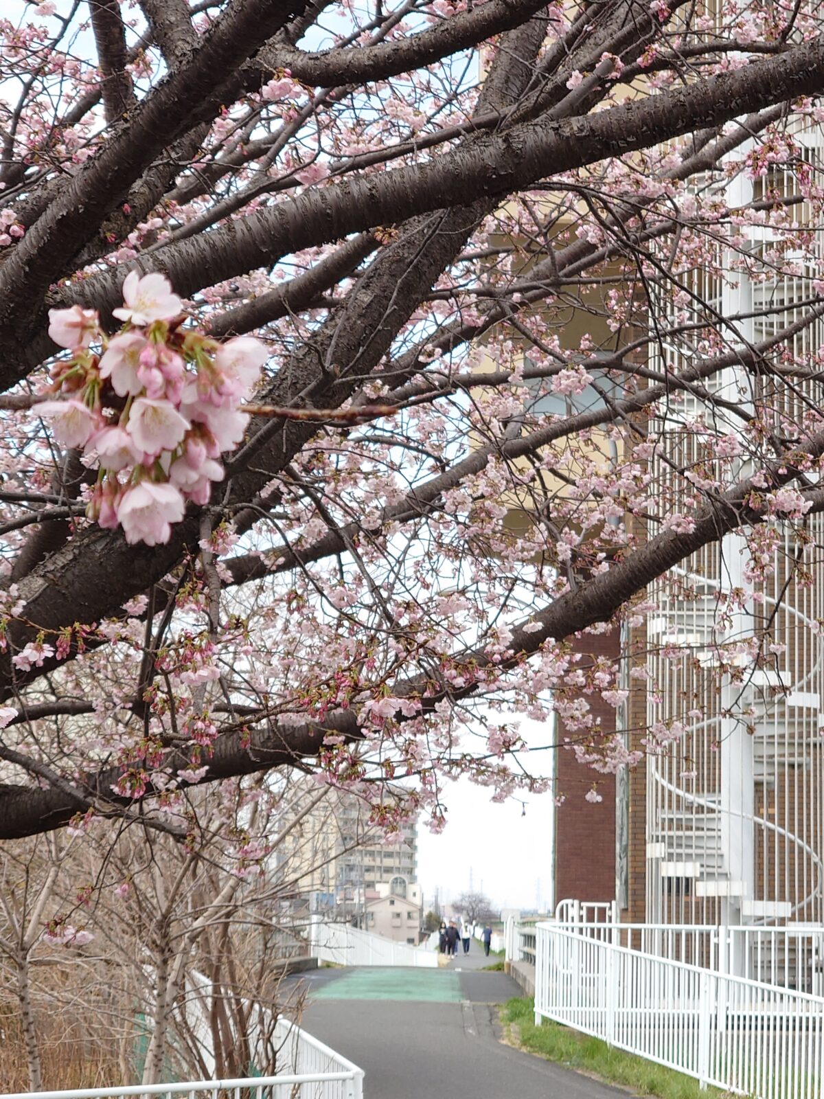 芝川マリーナ 桜