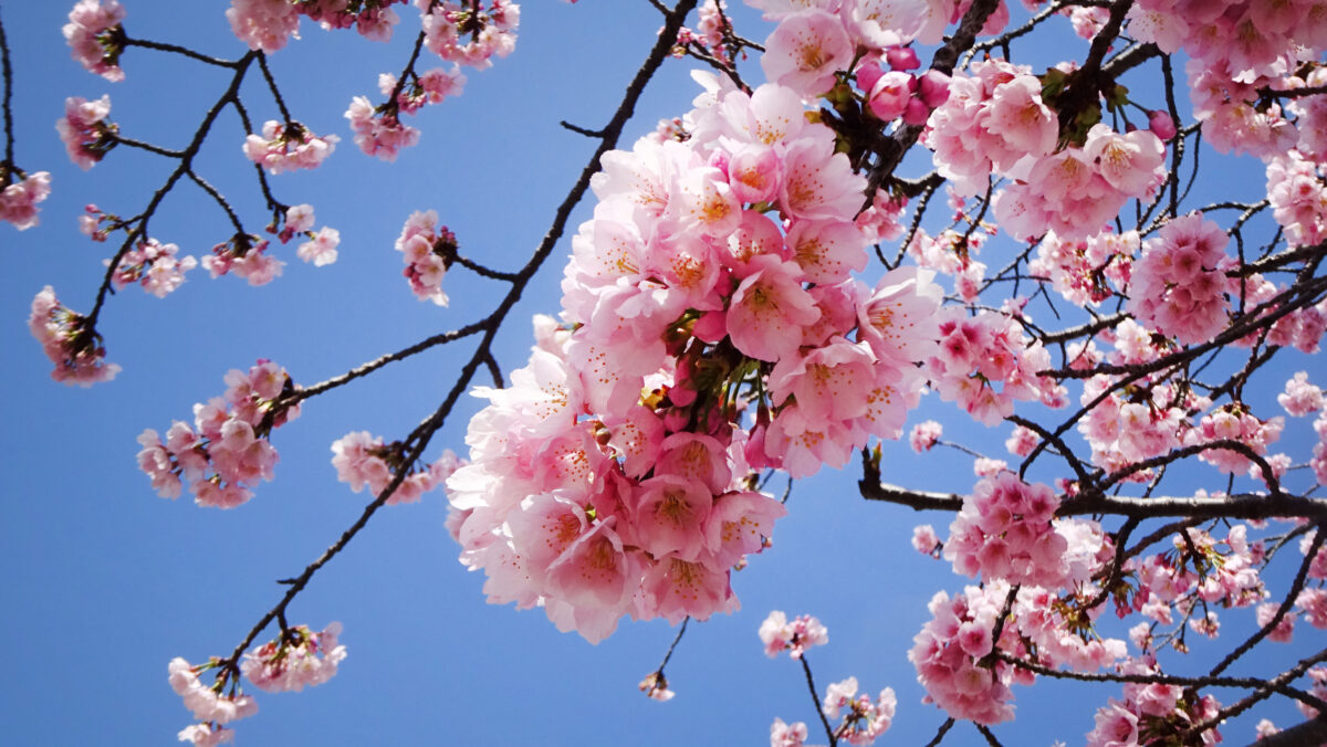 アリオ川口前 安行桜