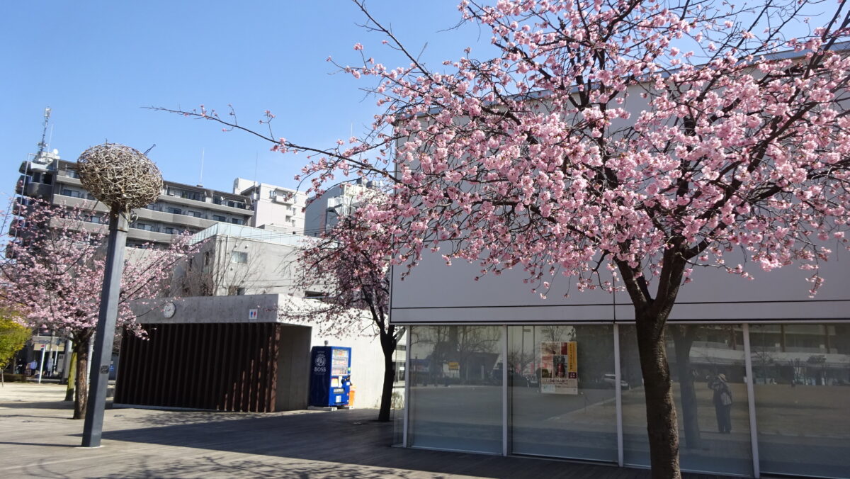 アリオ川口前 安行桜