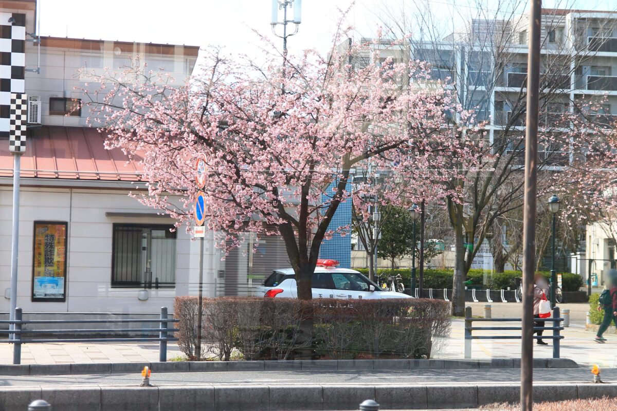 川口元郷駅前 安行桜