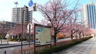 川口元郷駅前 安行桜