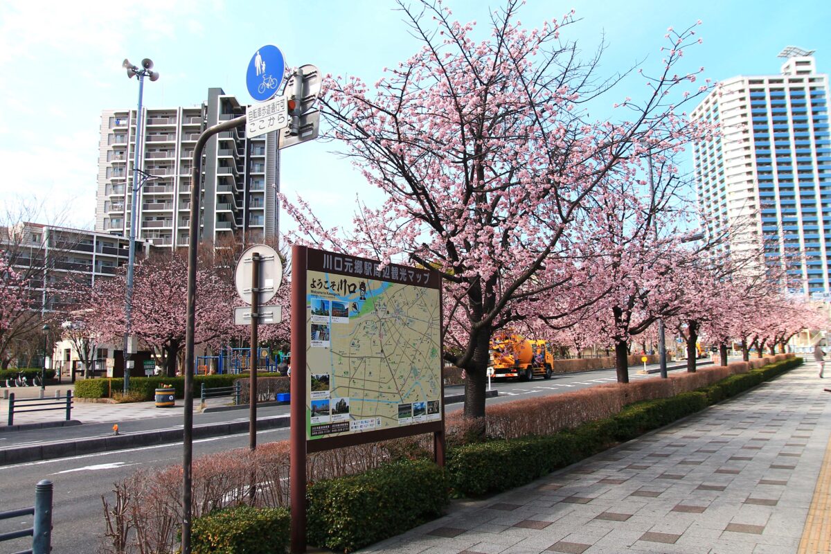 川口元郷駅前 安行桜