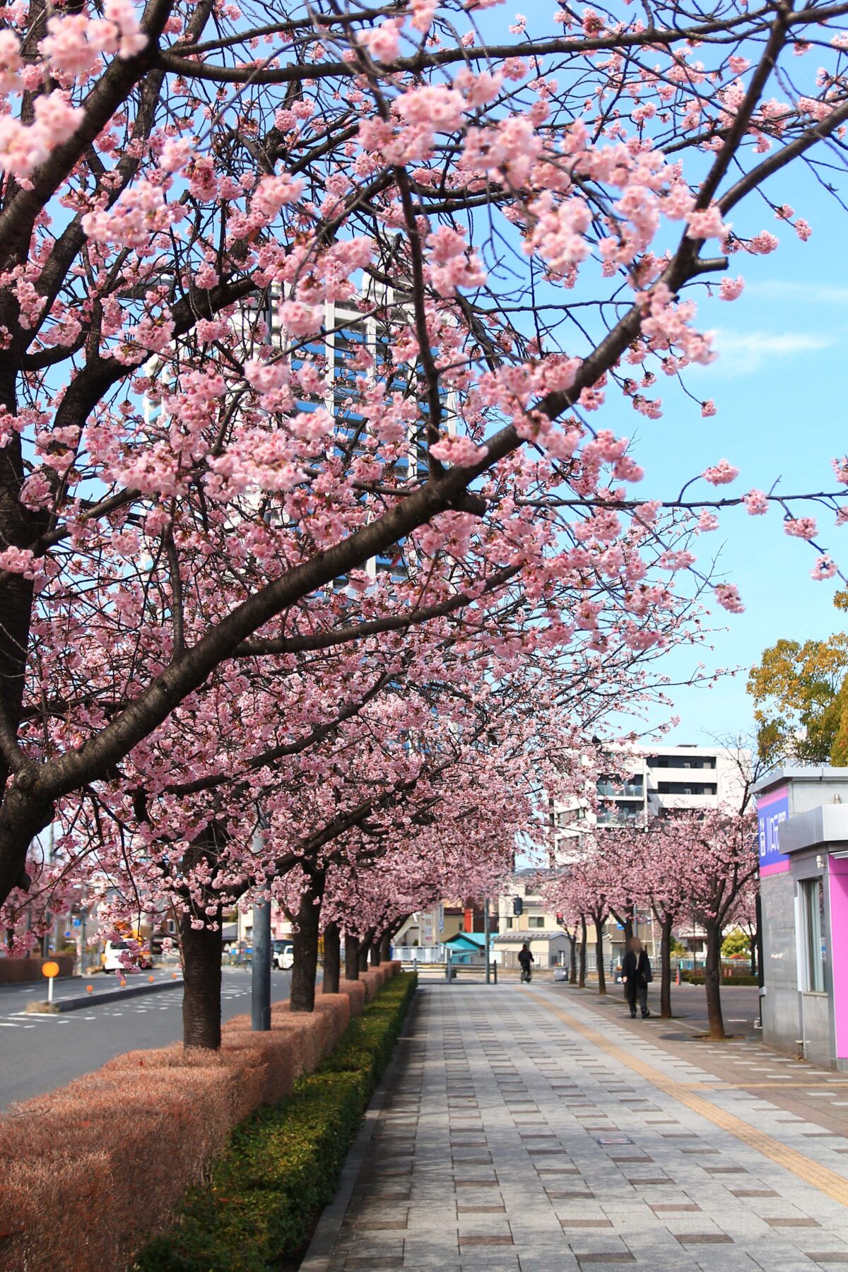 川口元郷駅前 安行桜