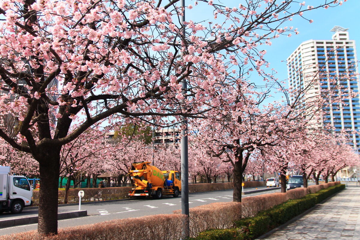 川口元郷駅前 安行桜