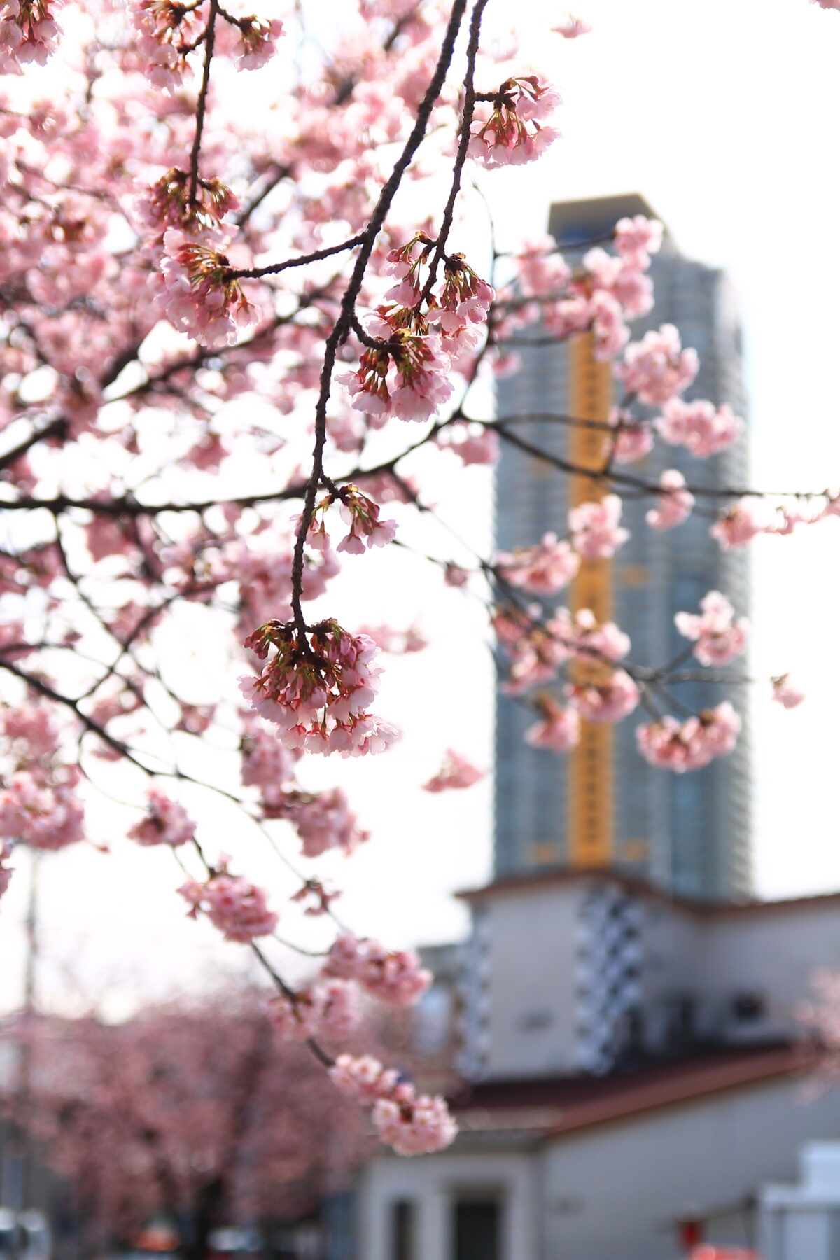 川口元郷駅前 安行桜