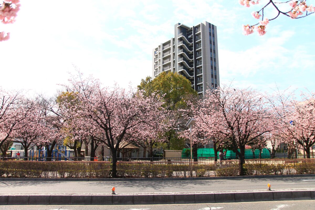 川口元郷駅前 安行桜