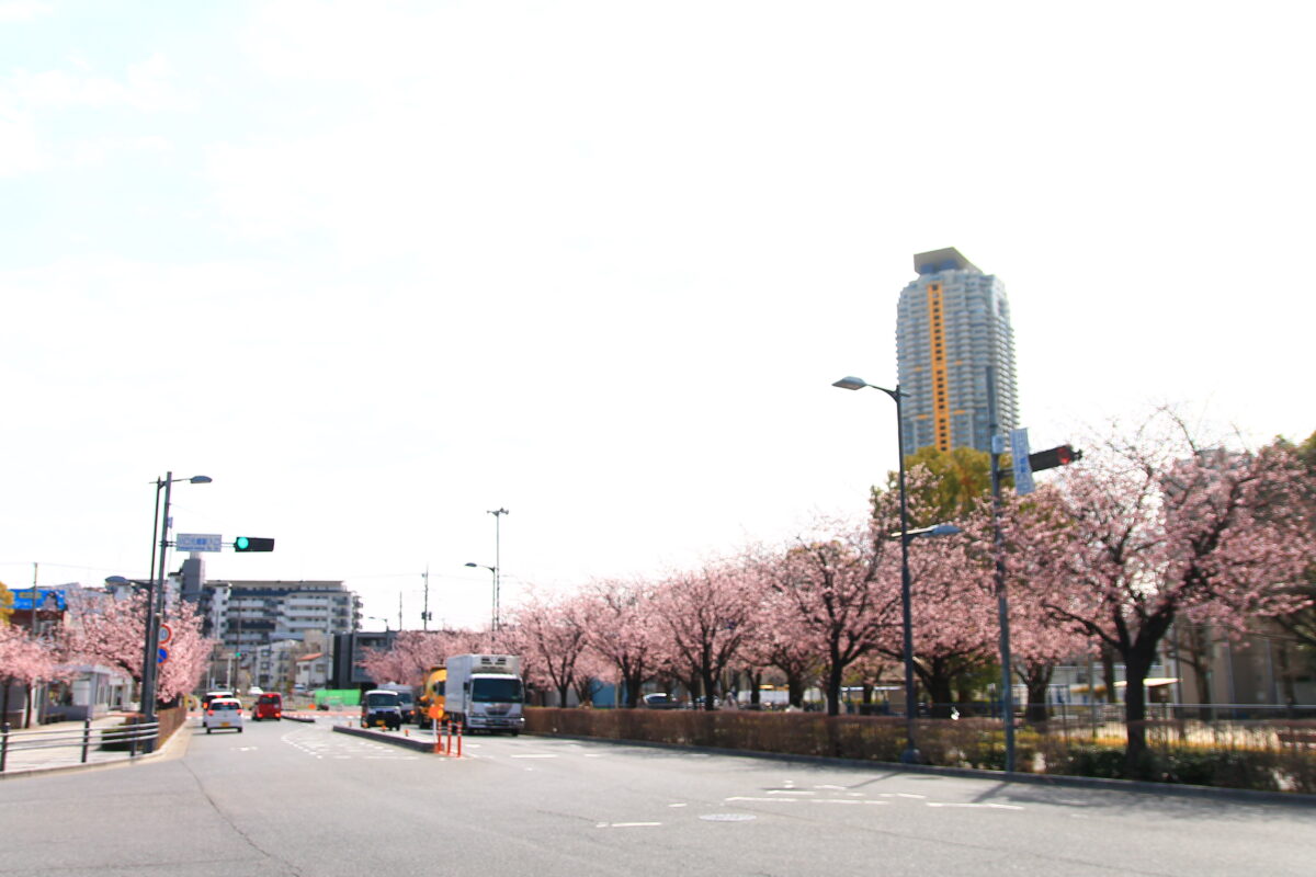 川口元郷駅前 安行桜