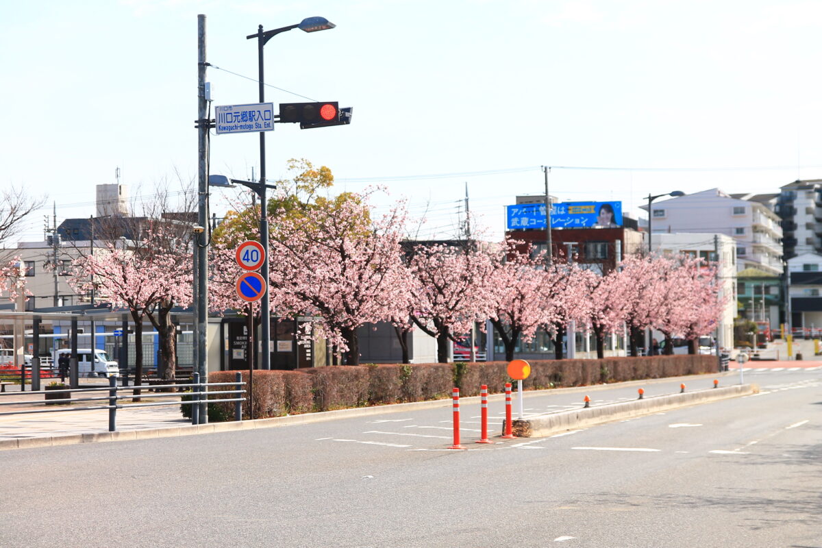 川口元郷駅前 安行桜