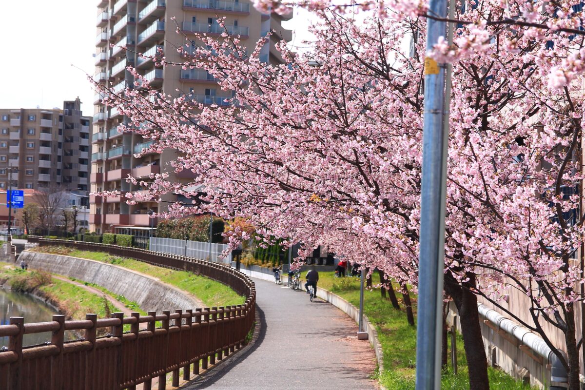 川口元郷駅前 安行桜