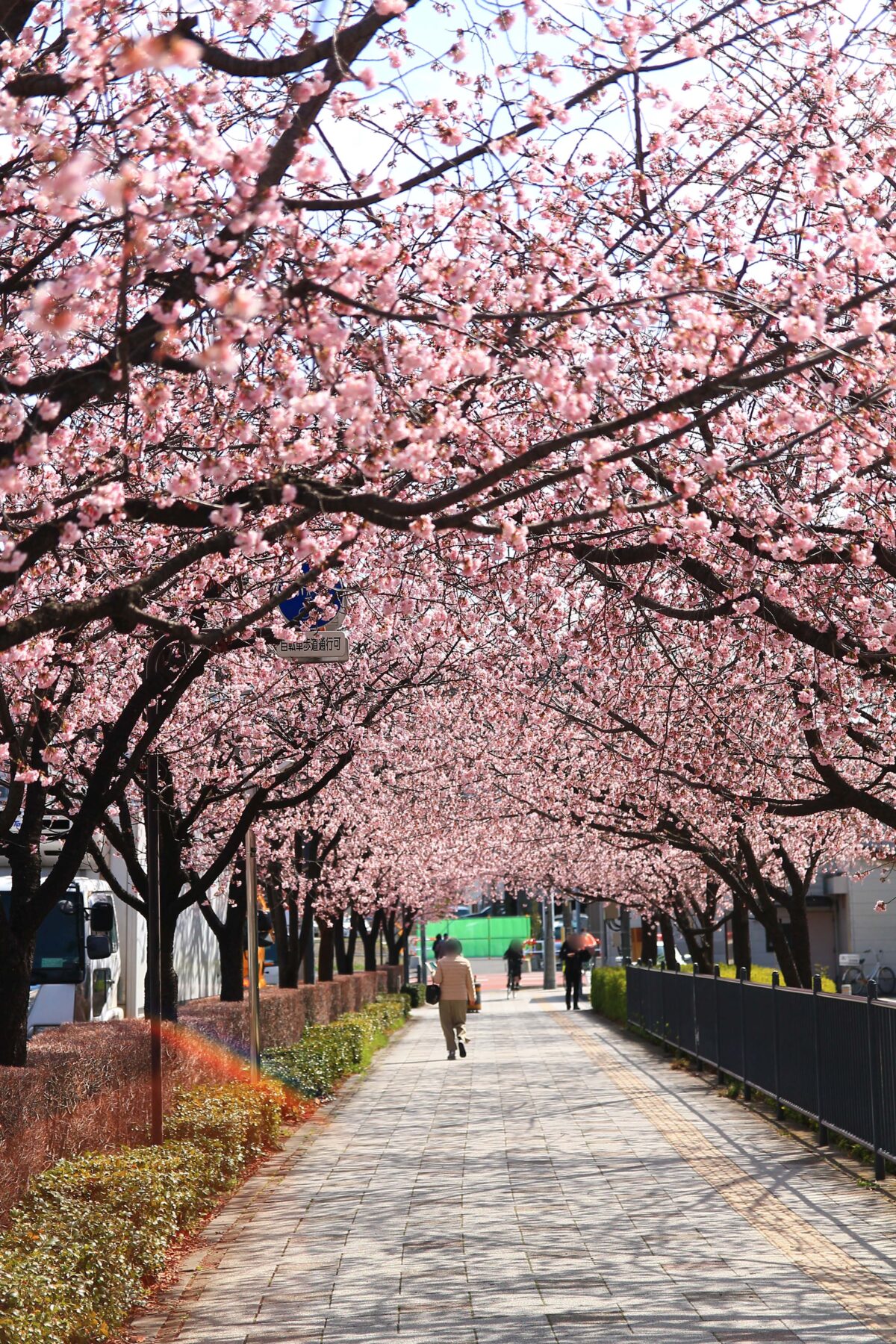 川口元郷駅前 安行桜