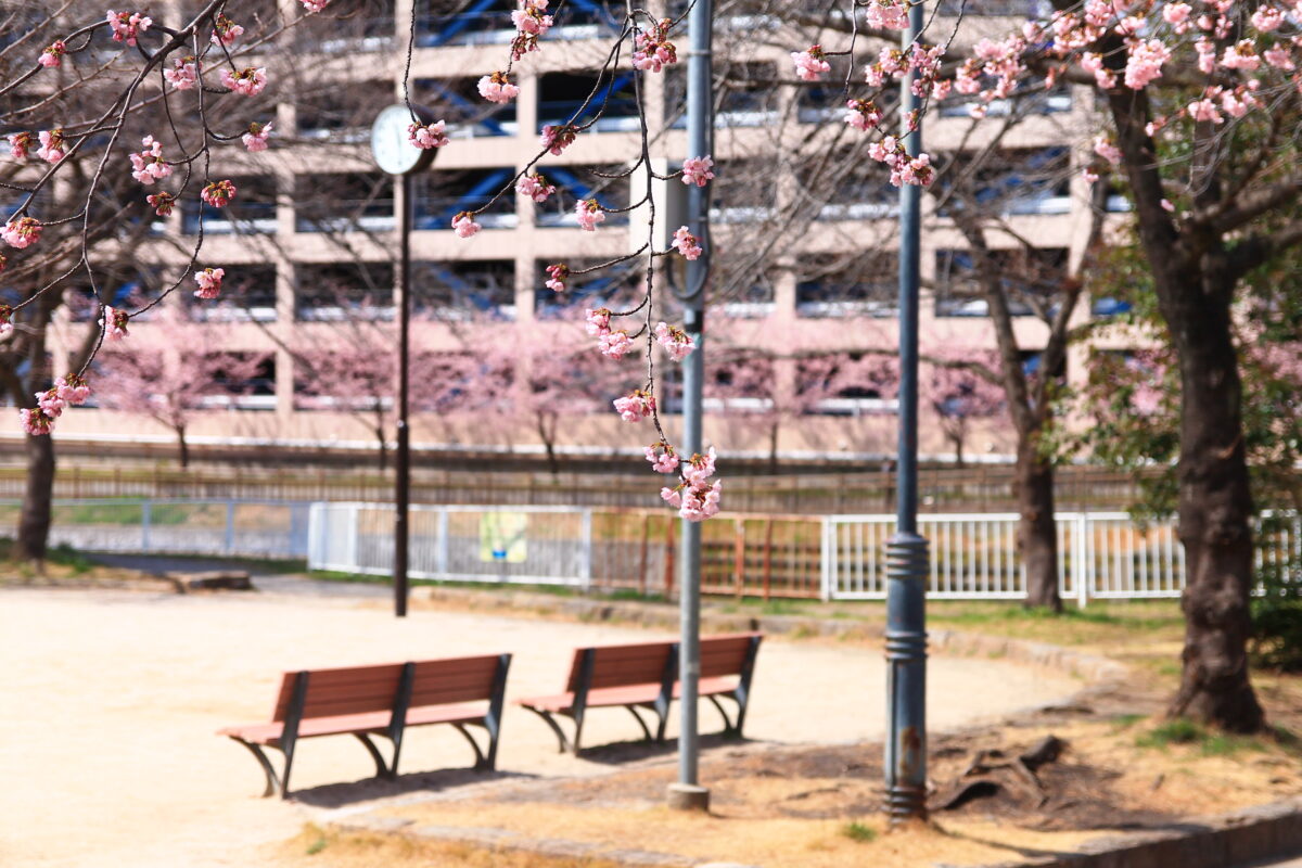 川口元郷駅前 安行桜