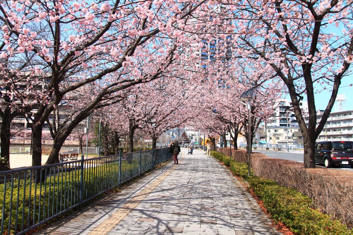 川口元郷駅前 安行桜