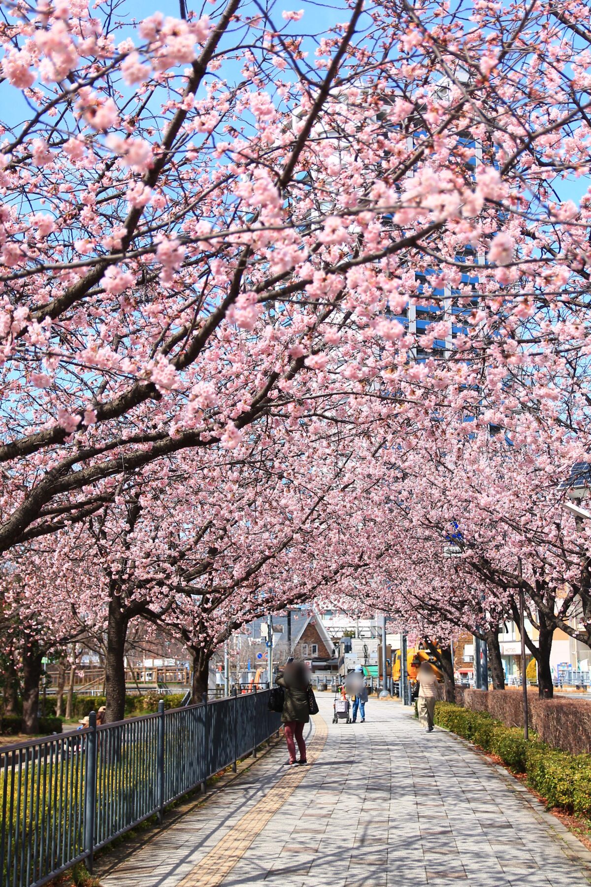 川口元郷駅前 安行桜