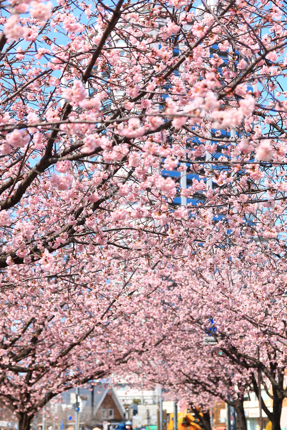 川口元郷駅前 安行桜