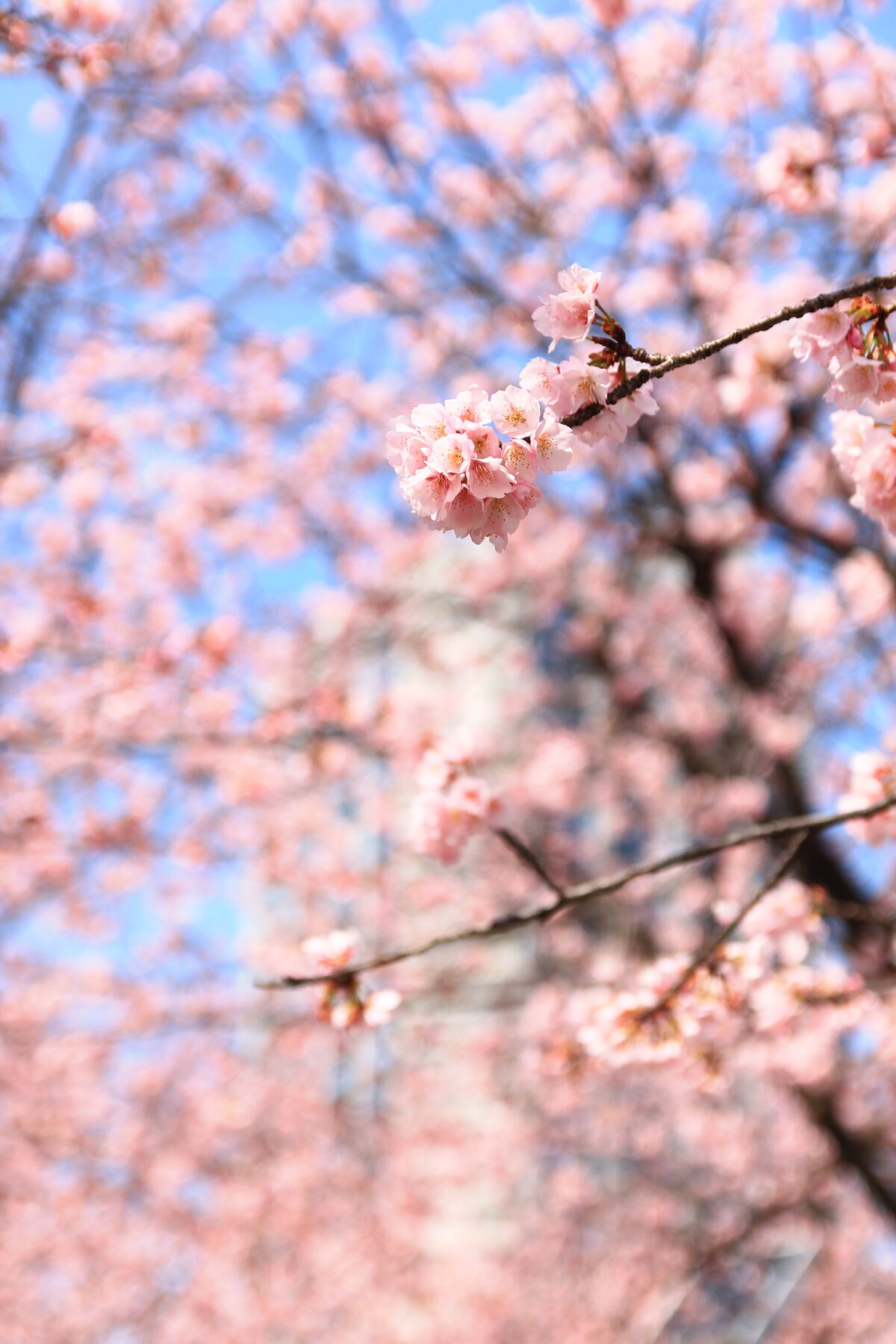 川口元郷駅前 安行桜