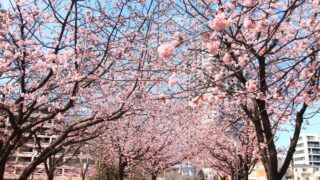 川口元郷駅前 安行桜