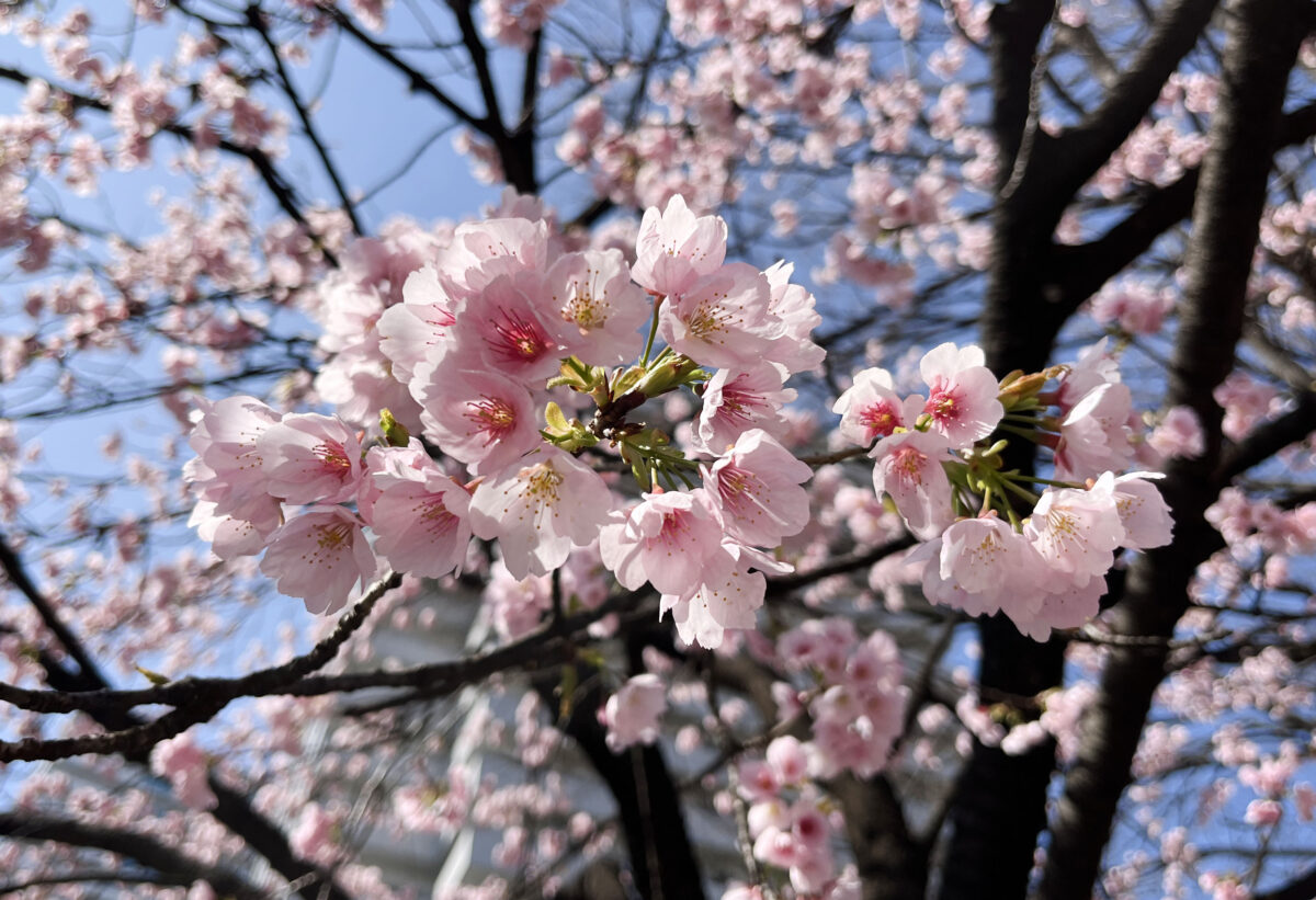 川口西公園