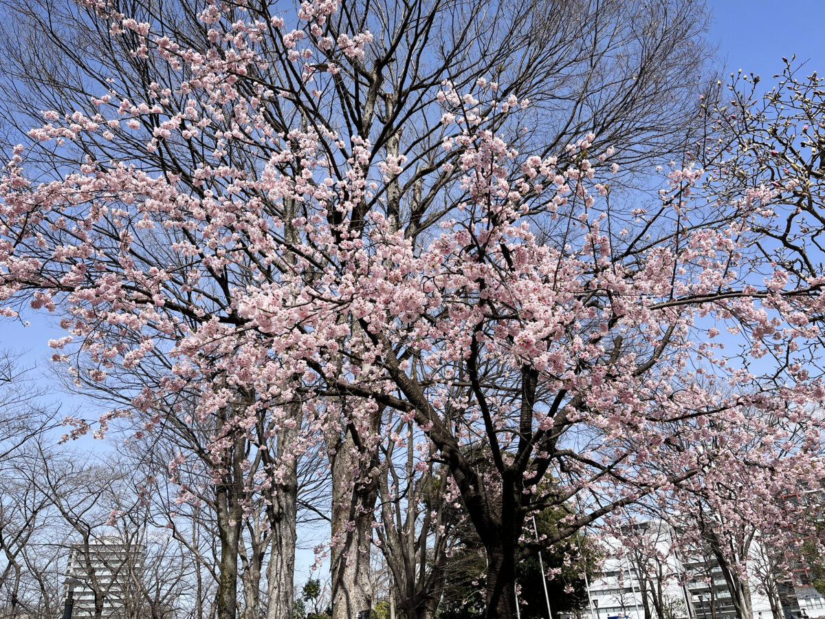 川口西口公園