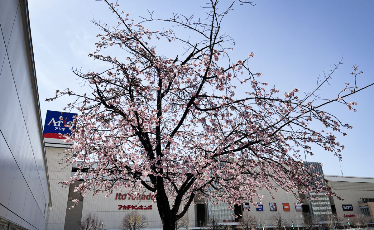 アリオ川口前 安行桜