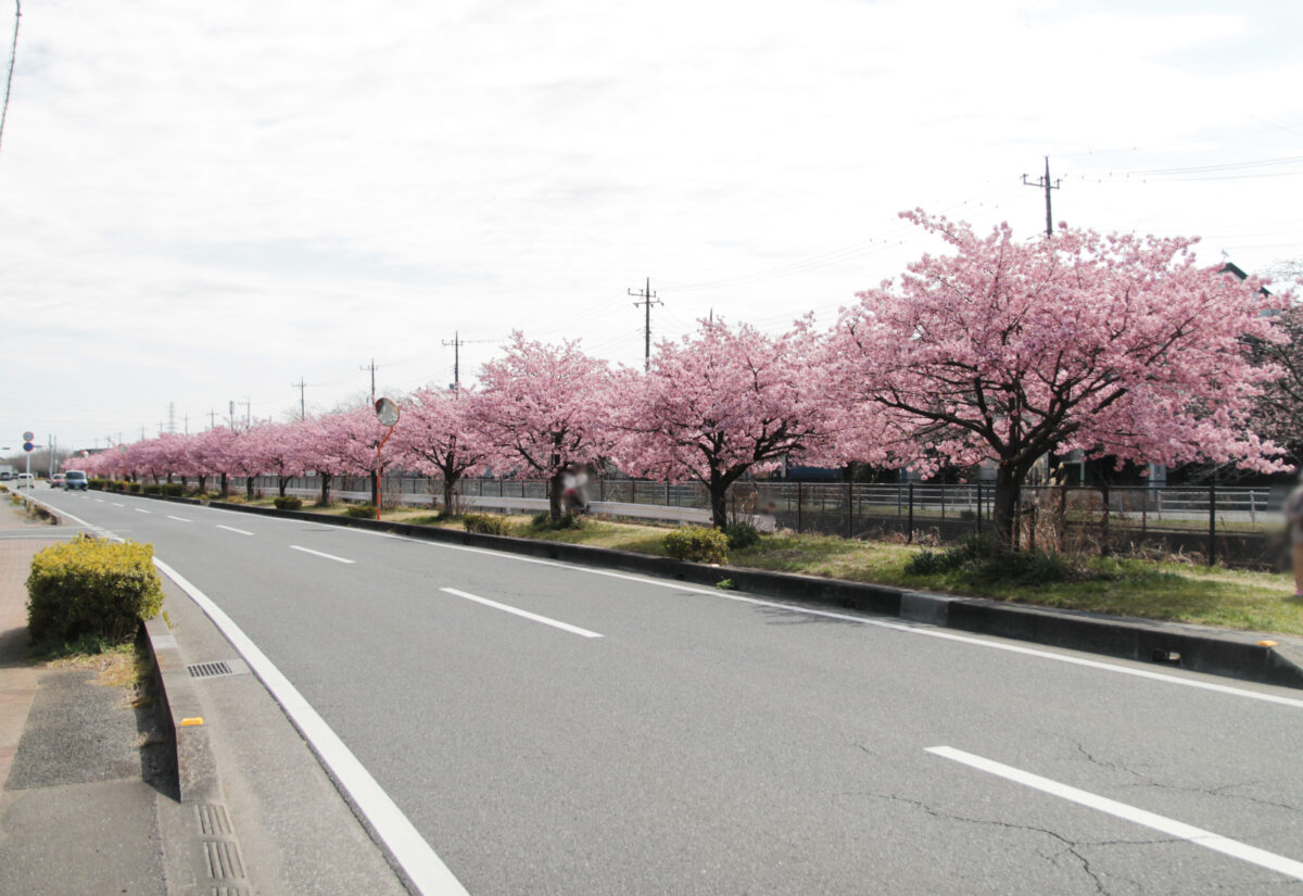 伝右川桜並木