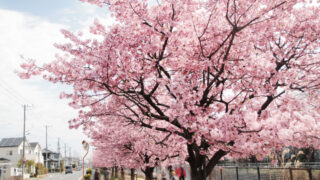 伝右川桜並木