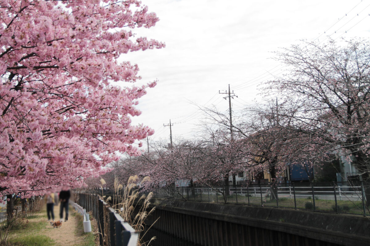 伝右川桜並木