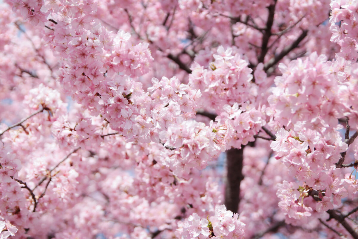 伝右川桜並木