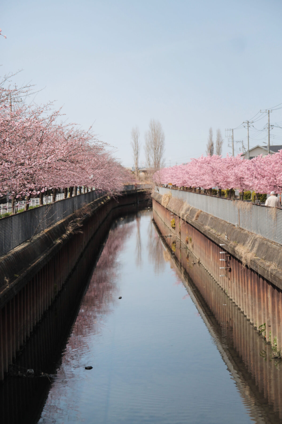 伝右川桜並木