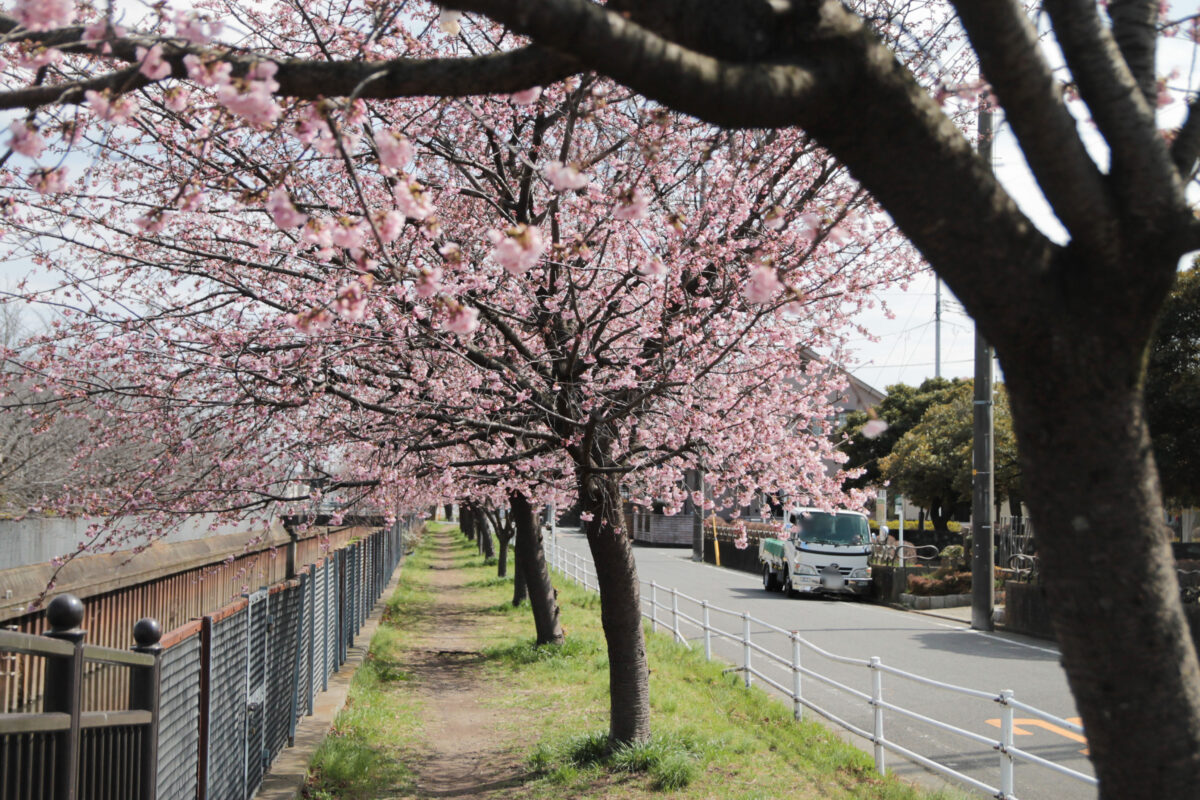 伝右川桜並木