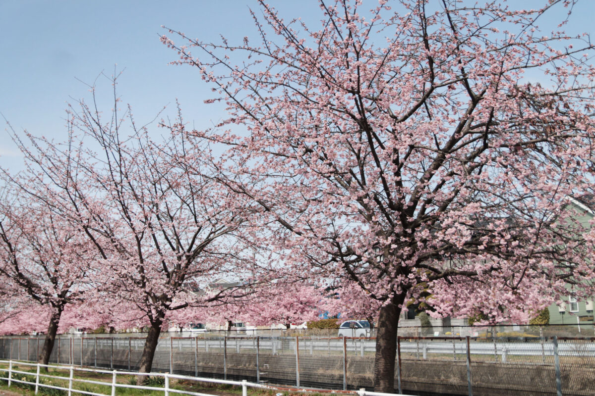 伝右川桜並木