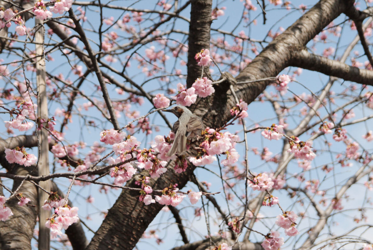 伝右川桜並木