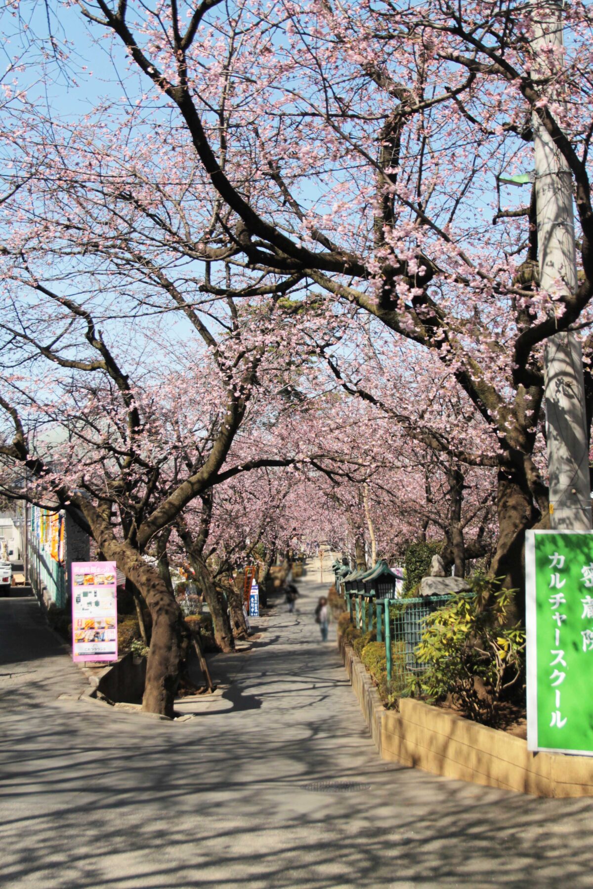 密蔵院 安行桜