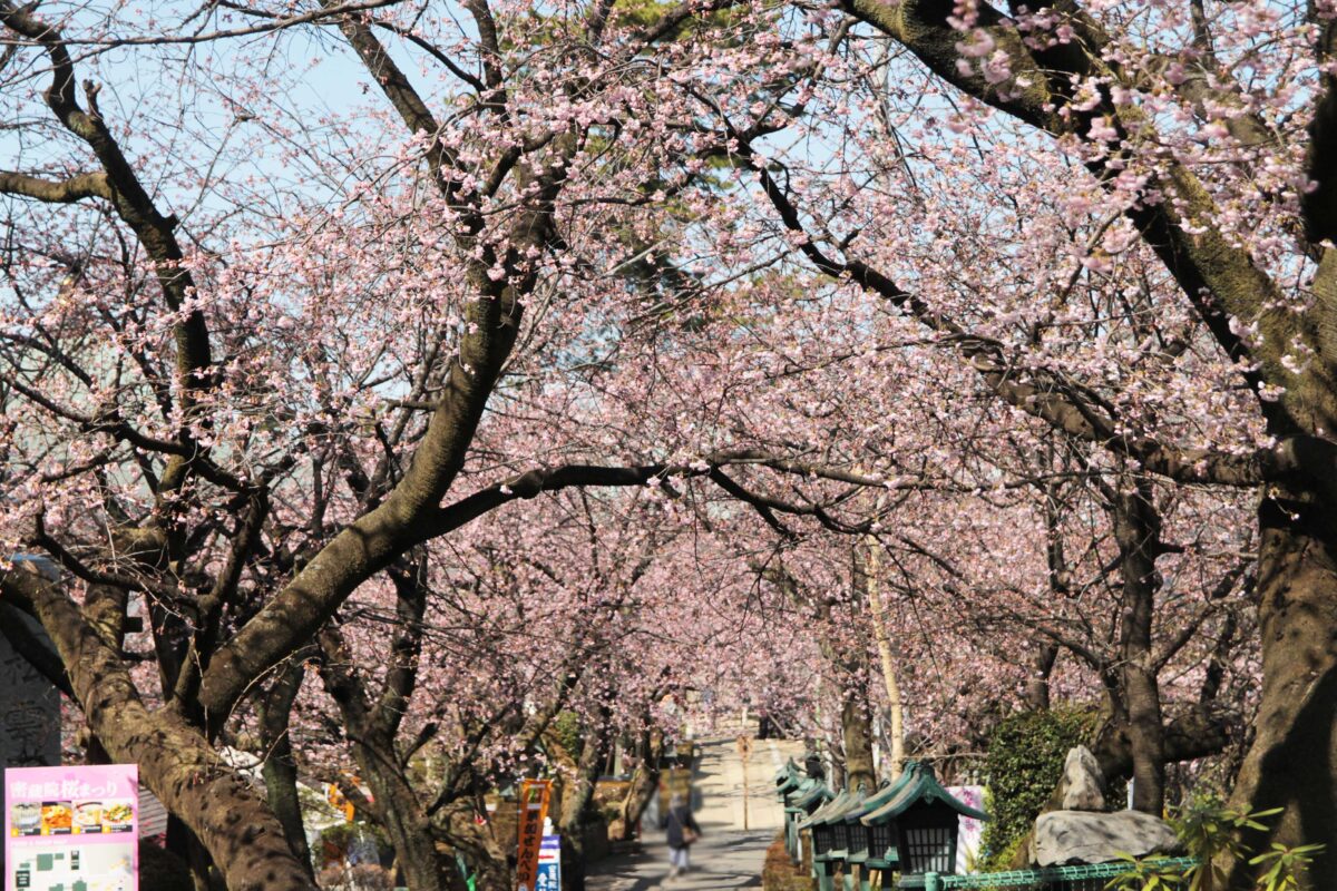 密蔵院 安行桜