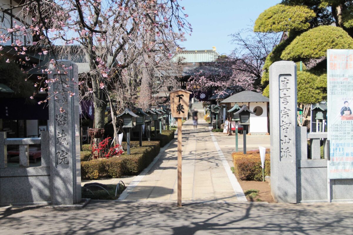 密蔵院 安行桜