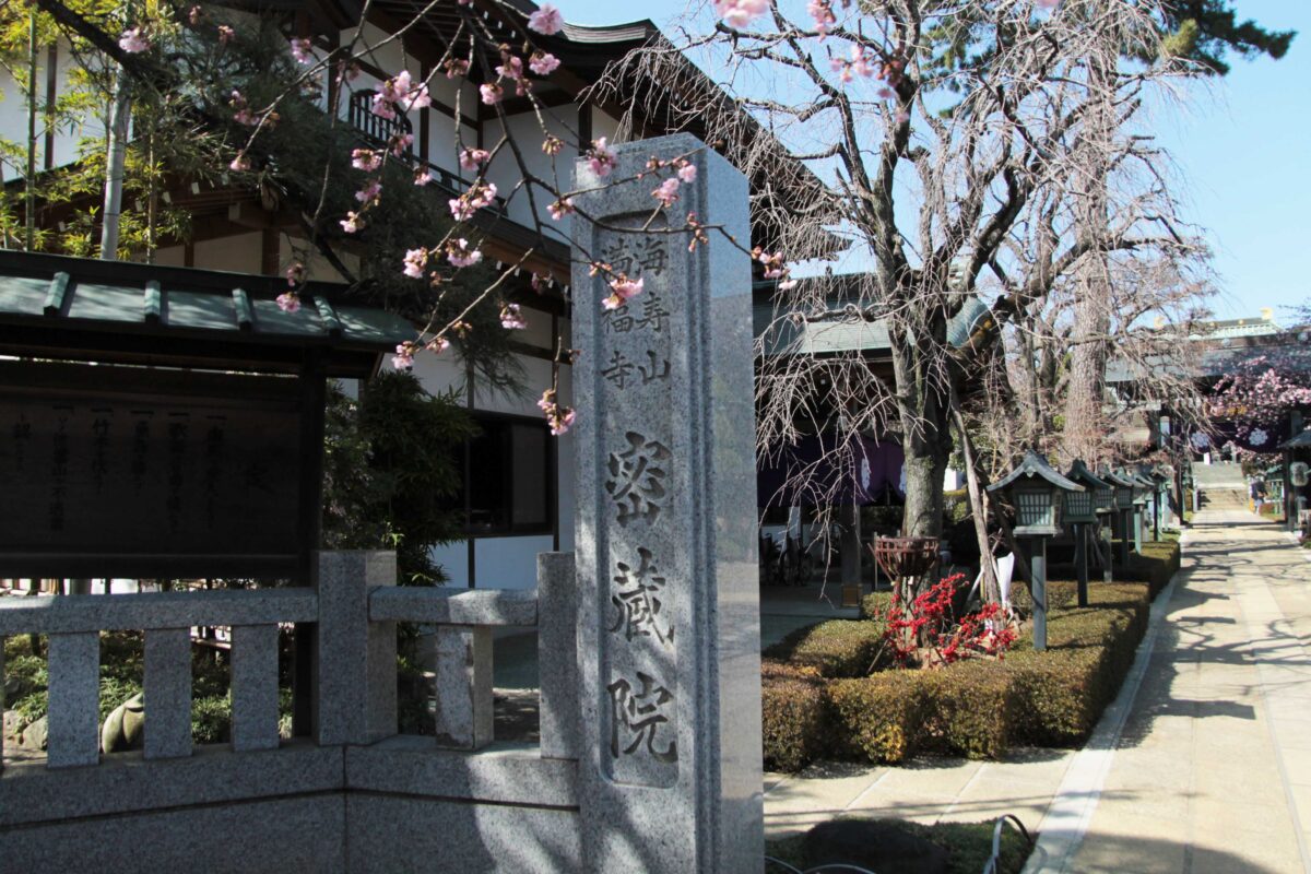 密蔵院 安行桜