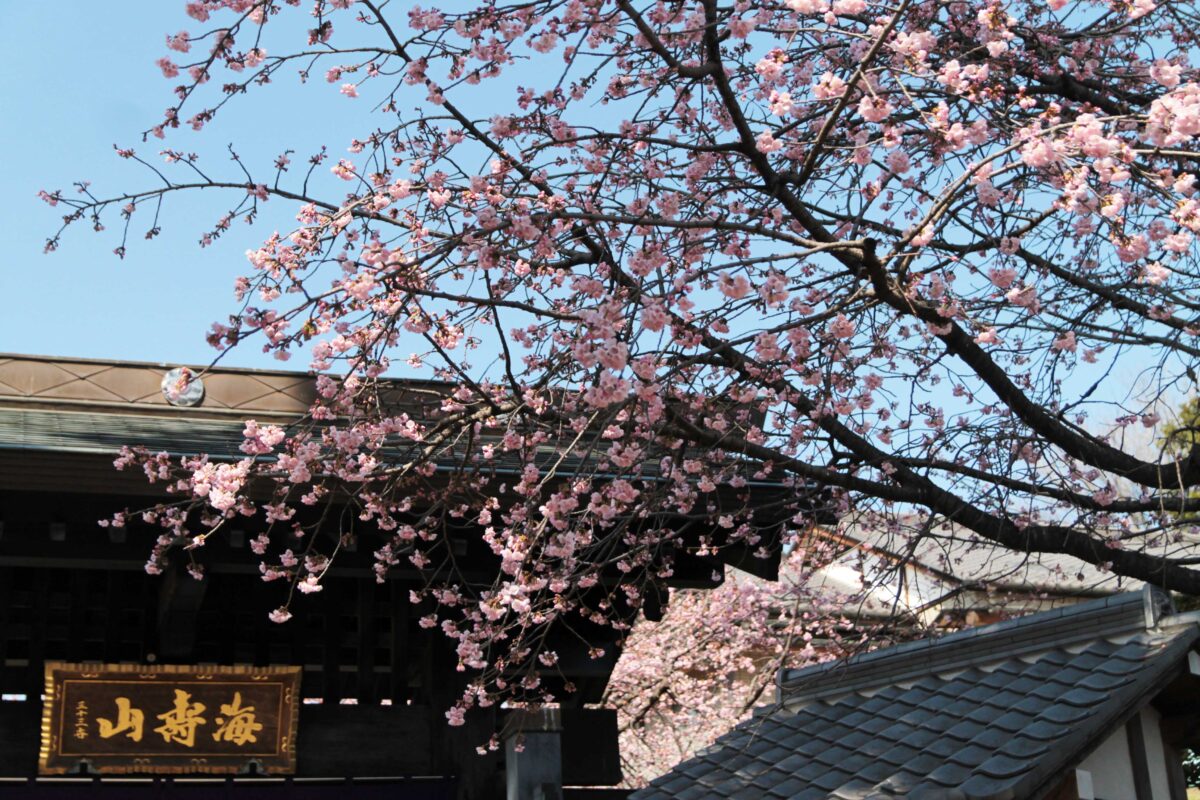 密蔵院 安行桜