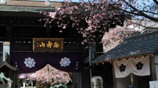 密蔵院 安行桜