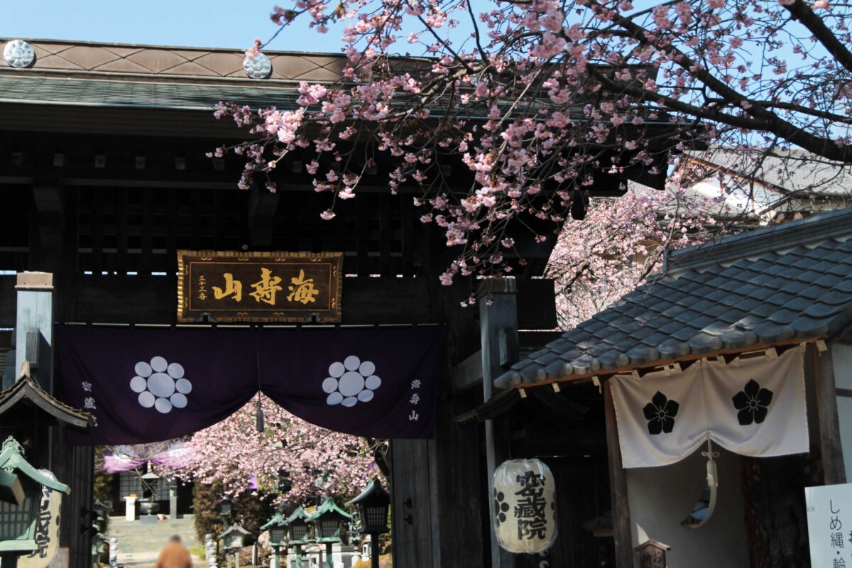 密蔵院 安行桜