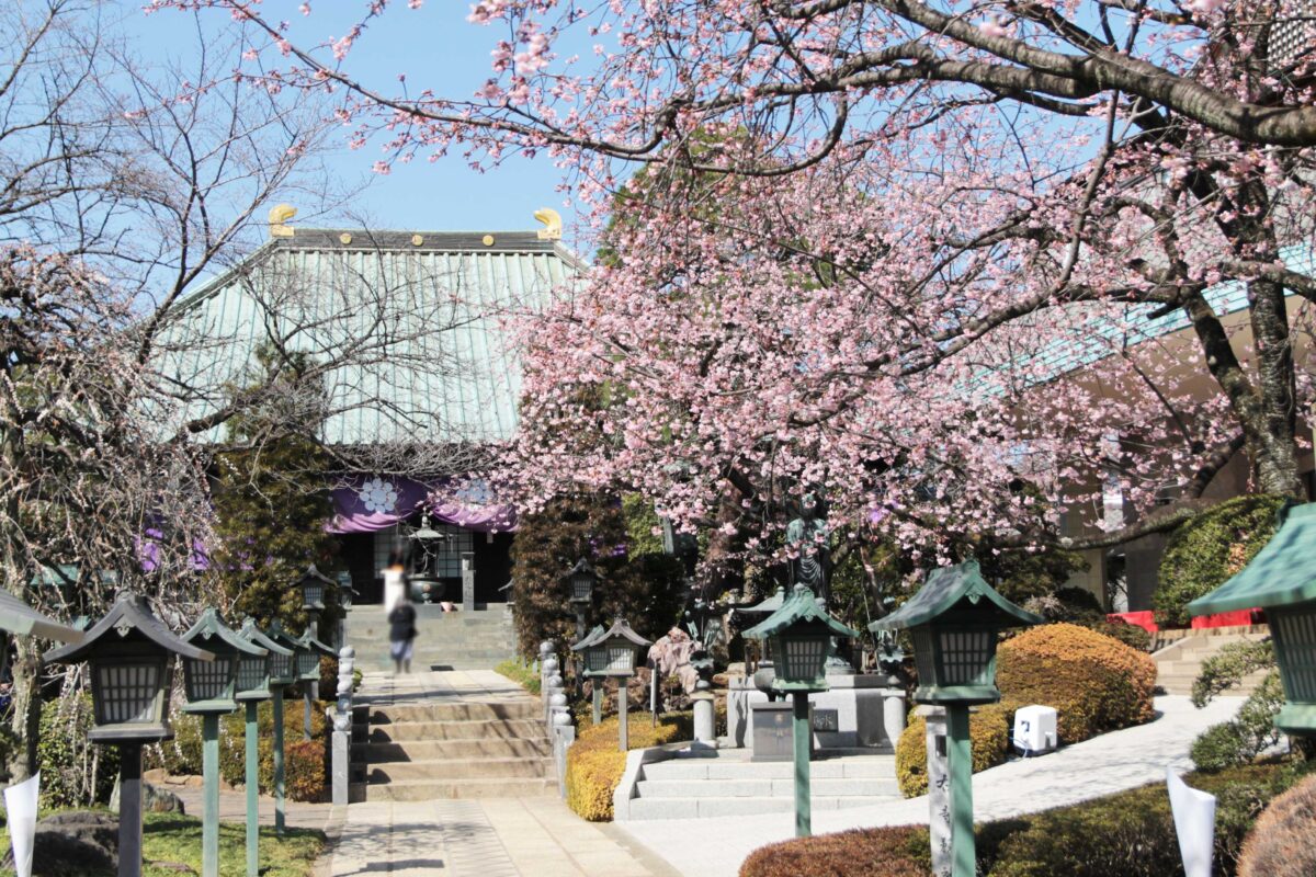 密蔵院 安行桜