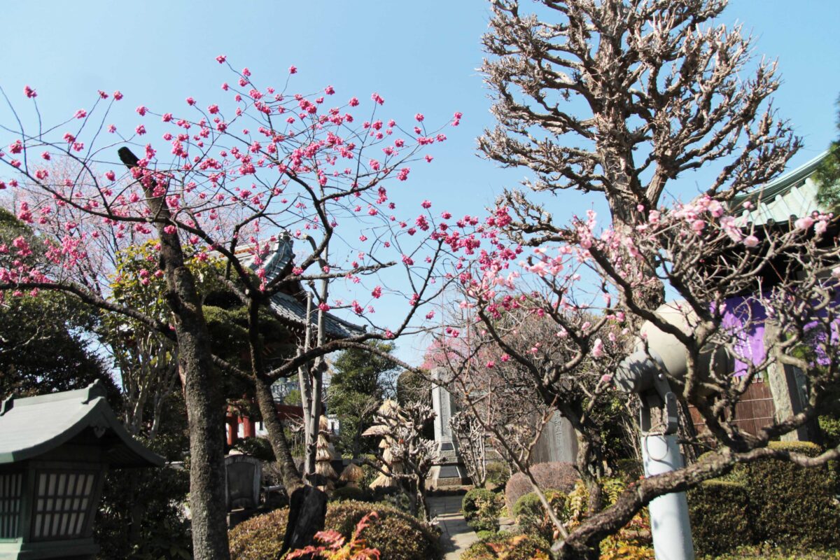 密蔵院 安行桜