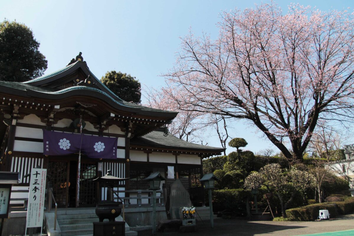 密蔵院 安行桜